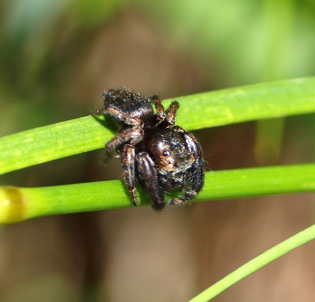 Evarcha arcuata